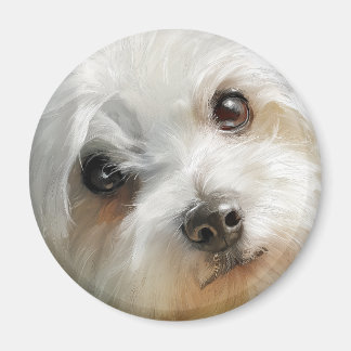 Imã Maltese dog watercolor portrait