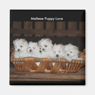 Imã Malteses, Cesta, "Maltês Puppy Love"