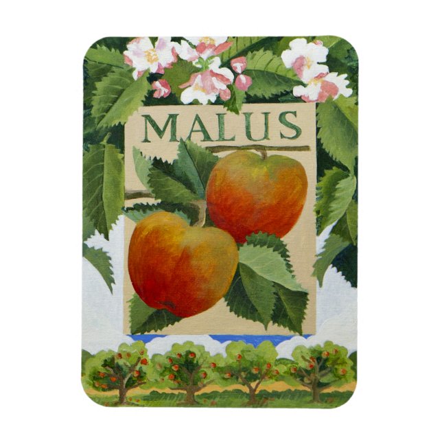 Ímã Malus (Vertical)