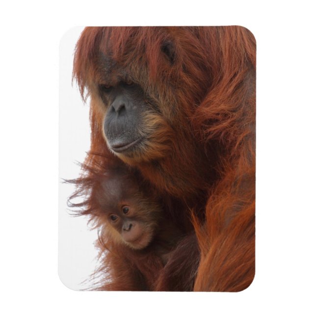 Ímã Mamã e bebê Orangutan (Vertical)