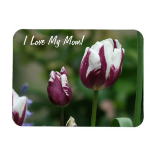 Ímã Mamã roxa das tulipas