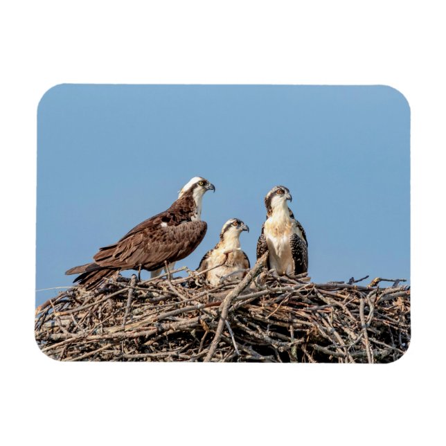 Ímã Mamãe Osprey com seus filhos (Horizontal)