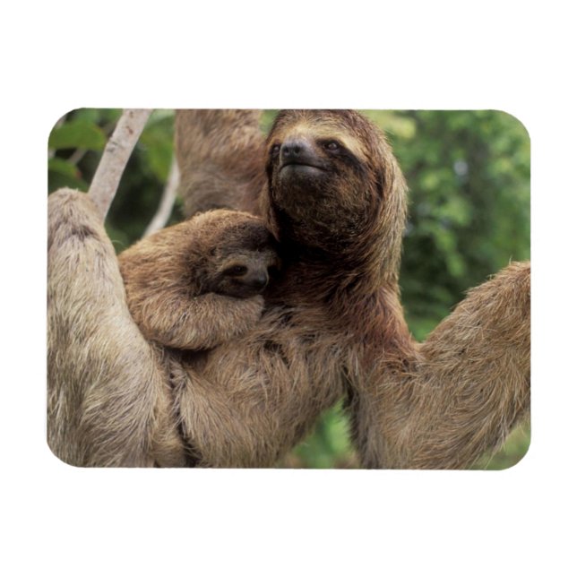 Ímã Mamãe Sloth E Baby Magnet (Horizontal)