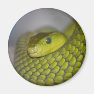Imã Mamba verde