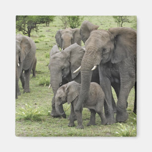 Imã Manada de Elefantes Africanos