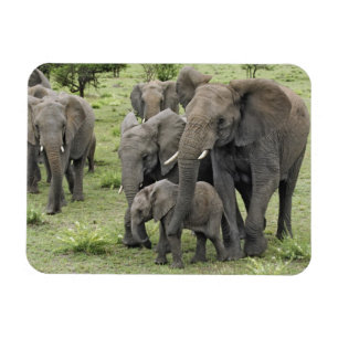 Ímã Manada de Elefantes Africanos