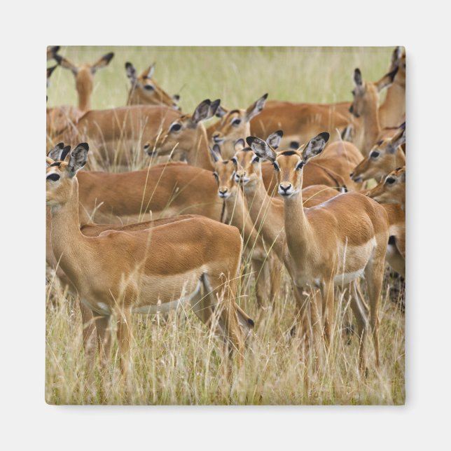 Imã Manada de impalas fêmeas, Masai Mara, Quênia. (Frente)