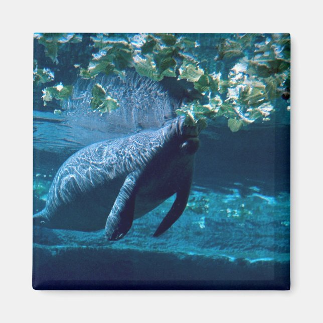 Imã Manatee, Lowry Park Zoo, Tampa Bay, Florida, EUA (Frente)