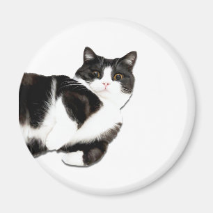 Imã Manchester é "Oi!" Íman