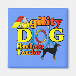 Imã Manchester_Terrier_Agilidade