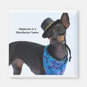 Imã Manchester Terrier Feliness Magnet
