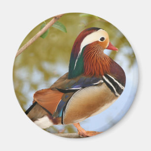 Imã Mandarin Duck