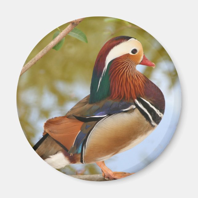 Imã Mandarin Duck (Frente)