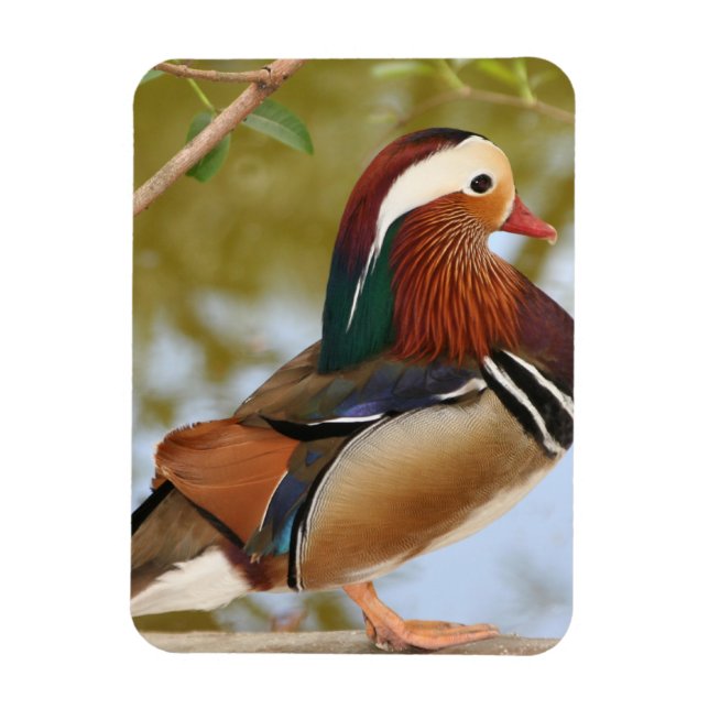 Ímã Mandarin Duck (Vertical)