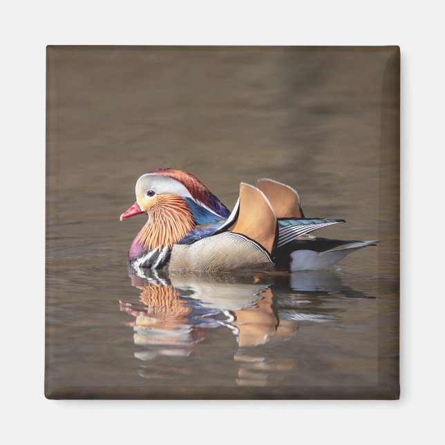Imã Mandarin Duck (Frente)
