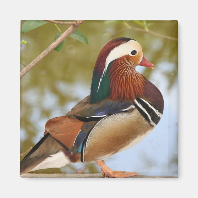 Imã Mandarin Duck (Frente)
