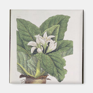 Imã Mandragora da atropa