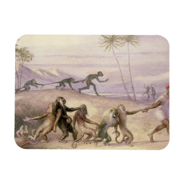 Ímã Maneiras e Alfândegas dos Macacos (Horizontal)