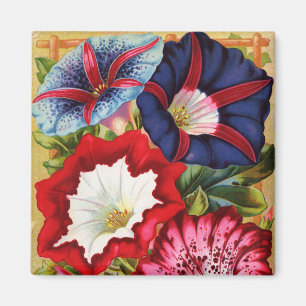 Imã Manhã - Glórias - Magnet