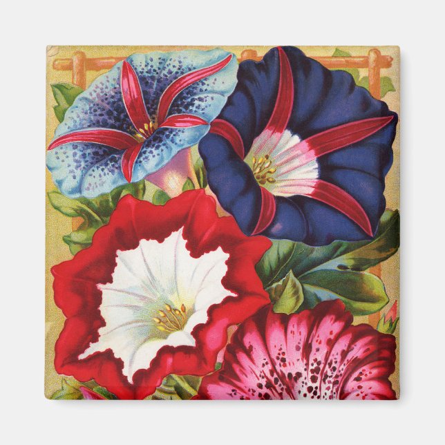 Imã Manhã - Glórias - Magnet (Frente)