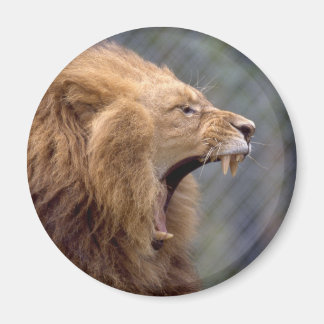 Imã Mano Lion