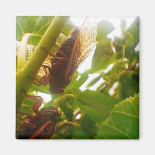 Imã Manta de Cicada