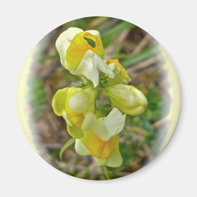 Imã Manteiga de flor selvagem n Ovos (Frente)