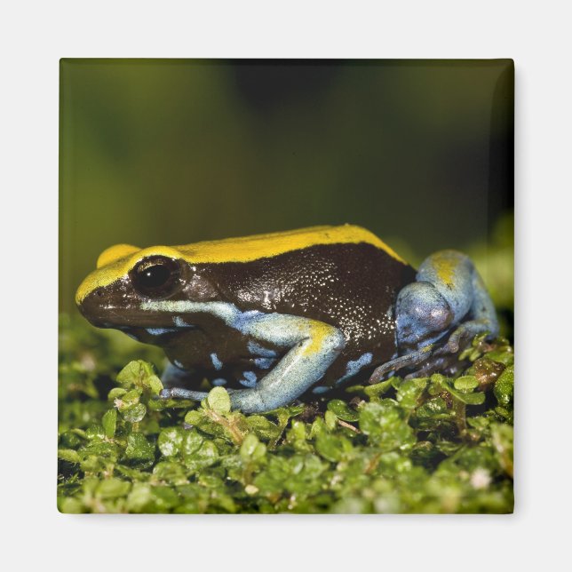 Imã Mantela-de-orelha-preta, Mantella expectata, (Frente)