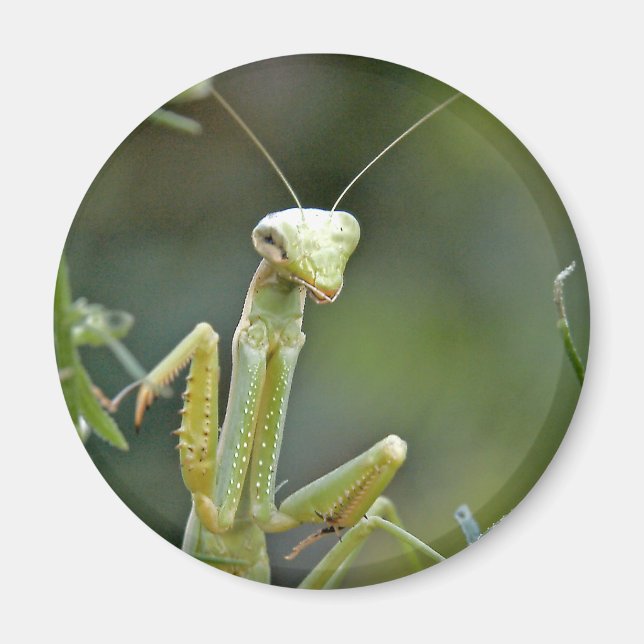 Imã Mantis 475 Magnet (Frente)