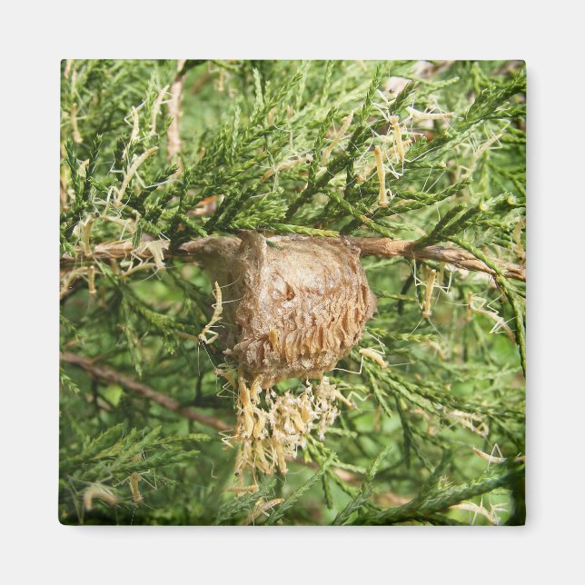 Imã Mantis ~ magnet Emergente (Frente)