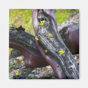 Imã Manzanita Magnet