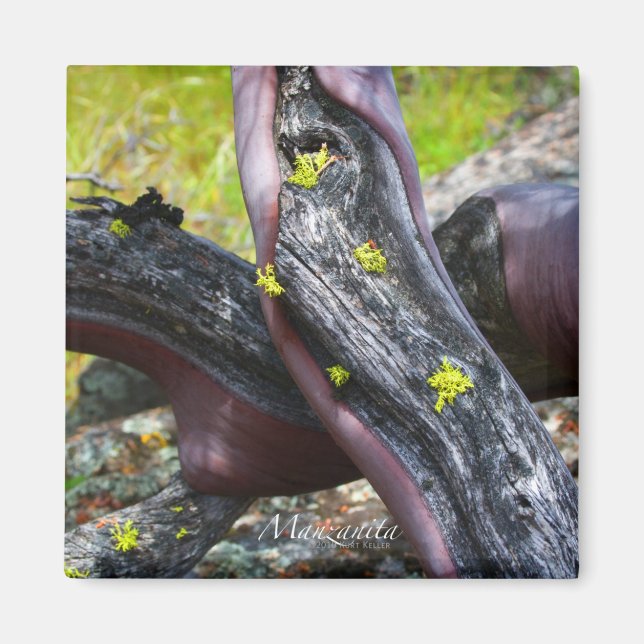 Imã Manzanita Magnet (Frente)