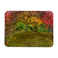 Mapeador japonês em cor de outono