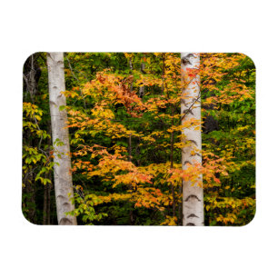 Ímã Maple & Bétula Branca Montanhas Brancas, NH