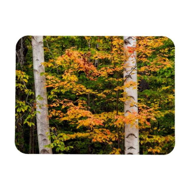 Ímã Maple & Bétula Branca | Montanhas Brancas, NH (Horizontal)
