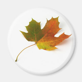 Imã Maple Leaf Magnet