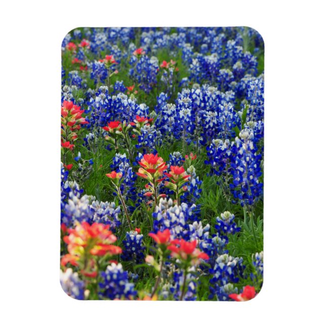 Ímã Mar de Bluebonnets e pincéis indianos (Vertical)
