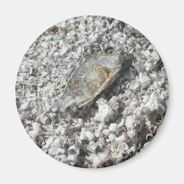 Imã Mar de Salton (Frente)