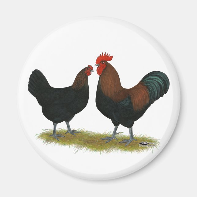 Imã Marans Black Copper (Frente)