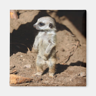 Imã Maravilhoso e doce animal africano Meerkat