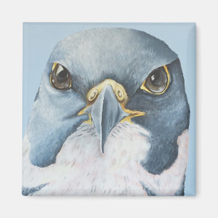 Imã Marco, o falcão de peregrino