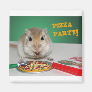 Imã Marco o ímã do partido da pizza do Gerbil