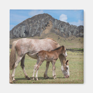 Imã Mare & Colt at Volcanic Crater of Rano Raraku