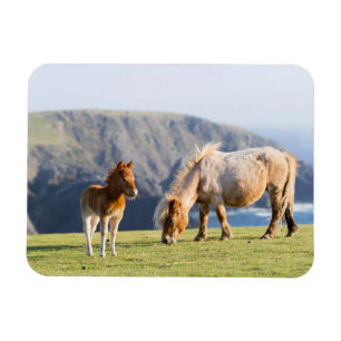 Ímã Mare com Foal, Ilhas Shetland, Escócia