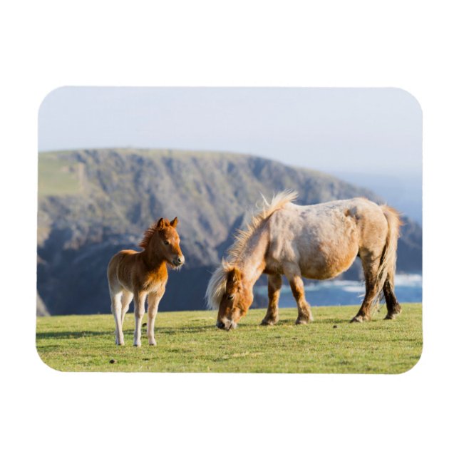 Ímã Mare com Foal, Ilhas Shetland, Escócia (Horizontal)