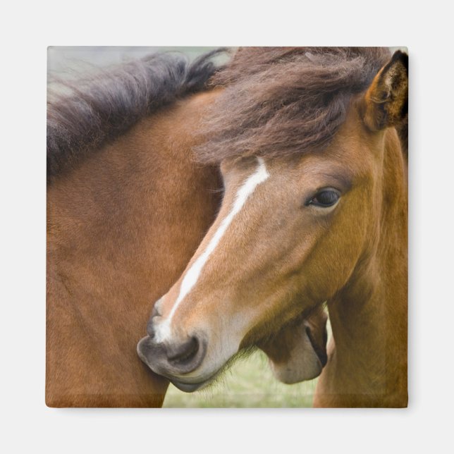 Imã Mare E Colt (Frente)