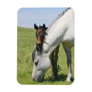 Ímã Mare Grazing com Colt Magnet