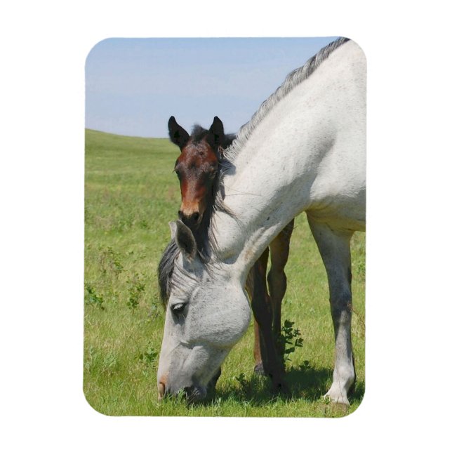 Ímã Mare Grazing com Colt Magnet (Vertical)