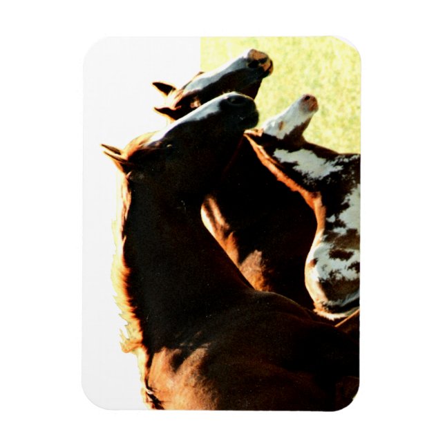Ímã Mares e Cavalos de Foul (Vertical)