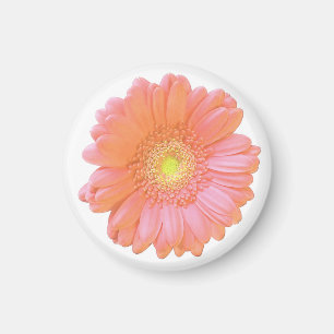 Imã Margarida alaranjada do gerbera